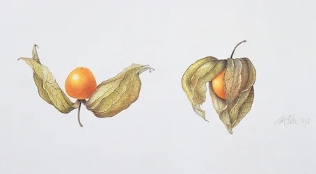 Cape Gooseberries (Physalis Peruviana)